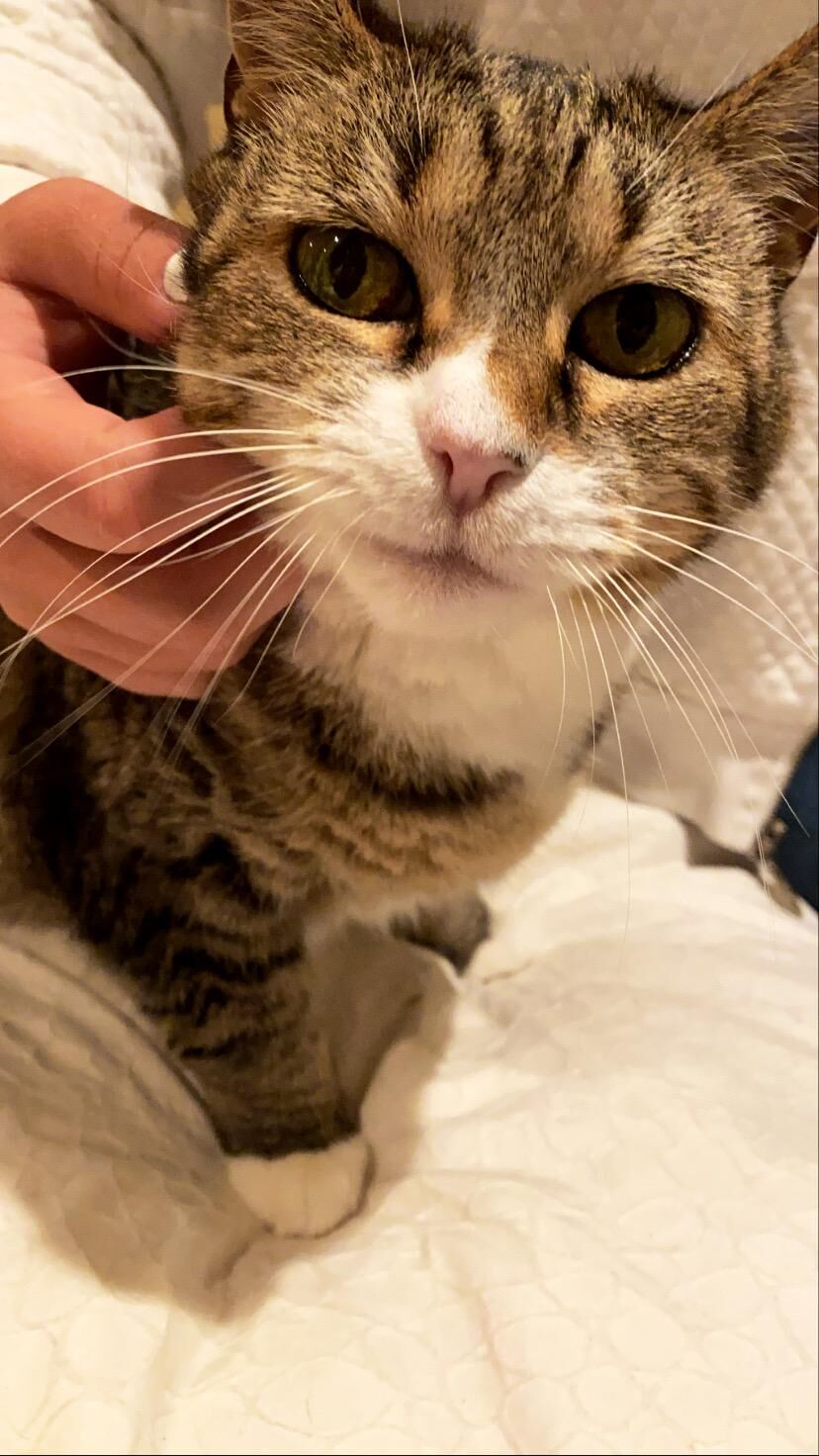 Little Kitty